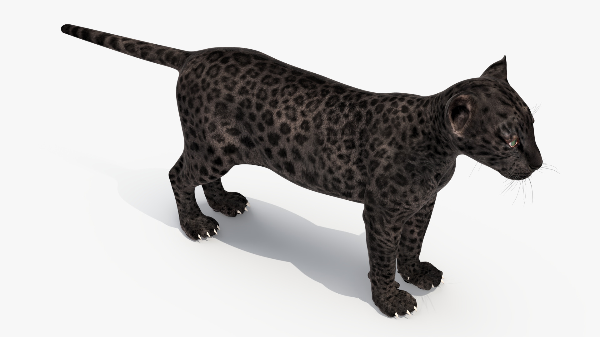 Black Leopard Cub Rigged 3D model