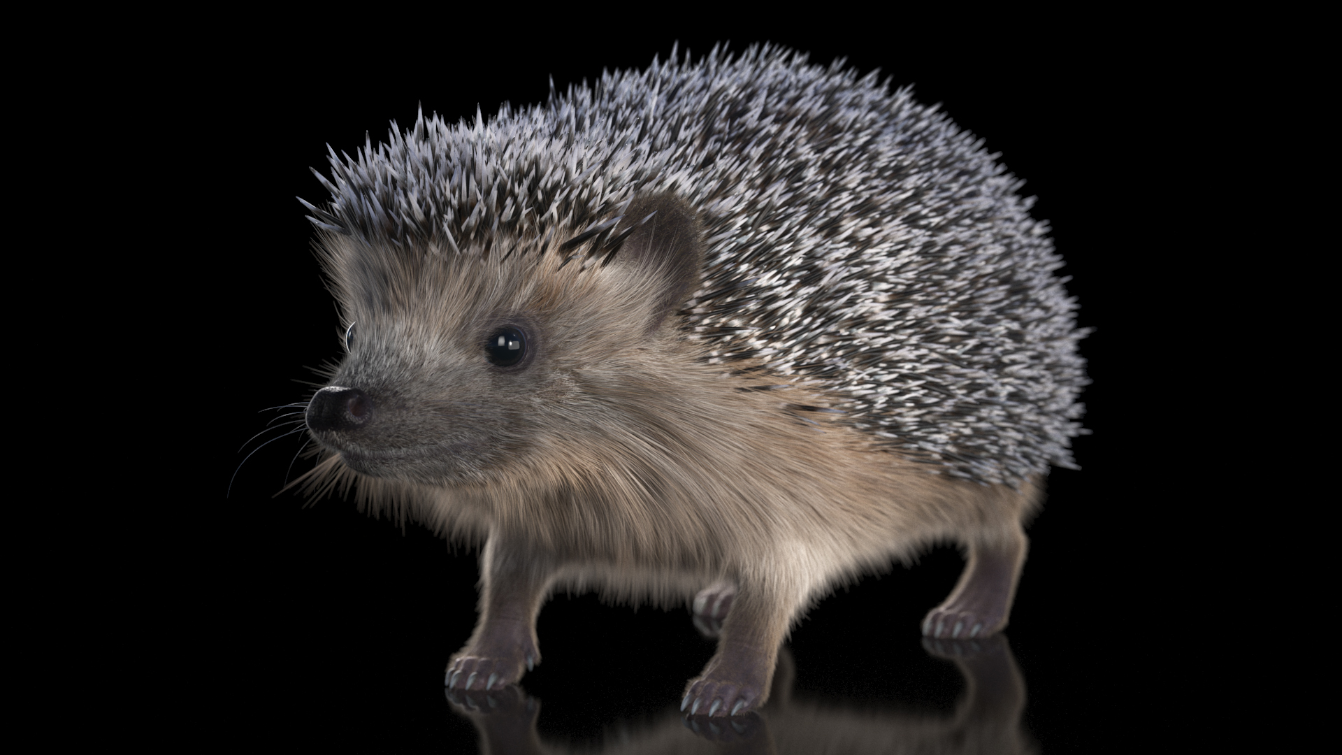 3D Hedgehog Black Fur model