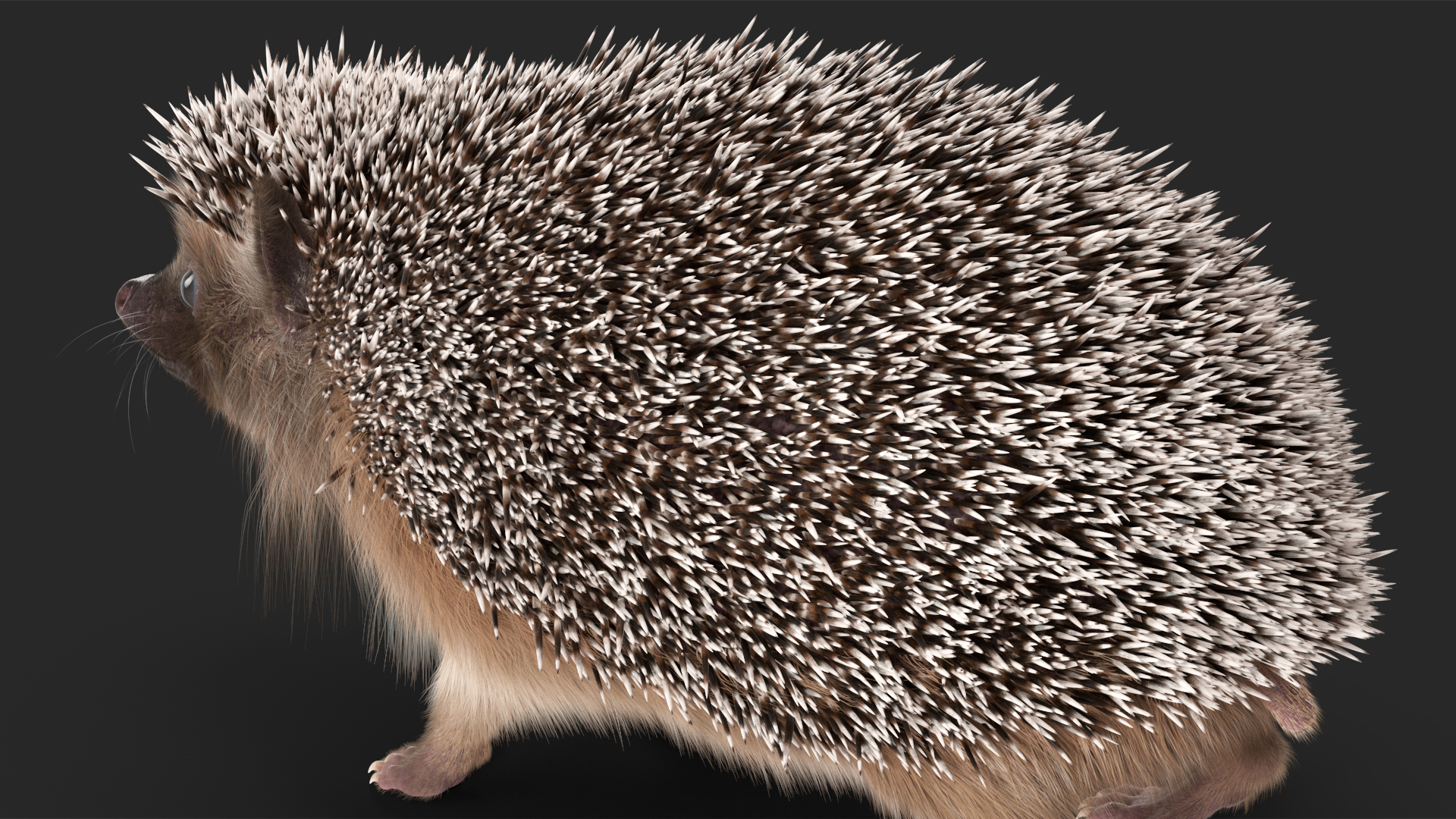 3D Hedgehog Black Fur model