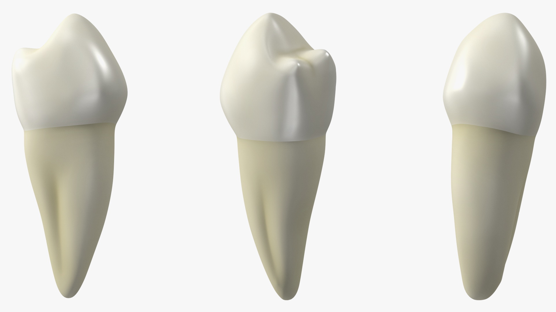 3D Canine Tooth Human model