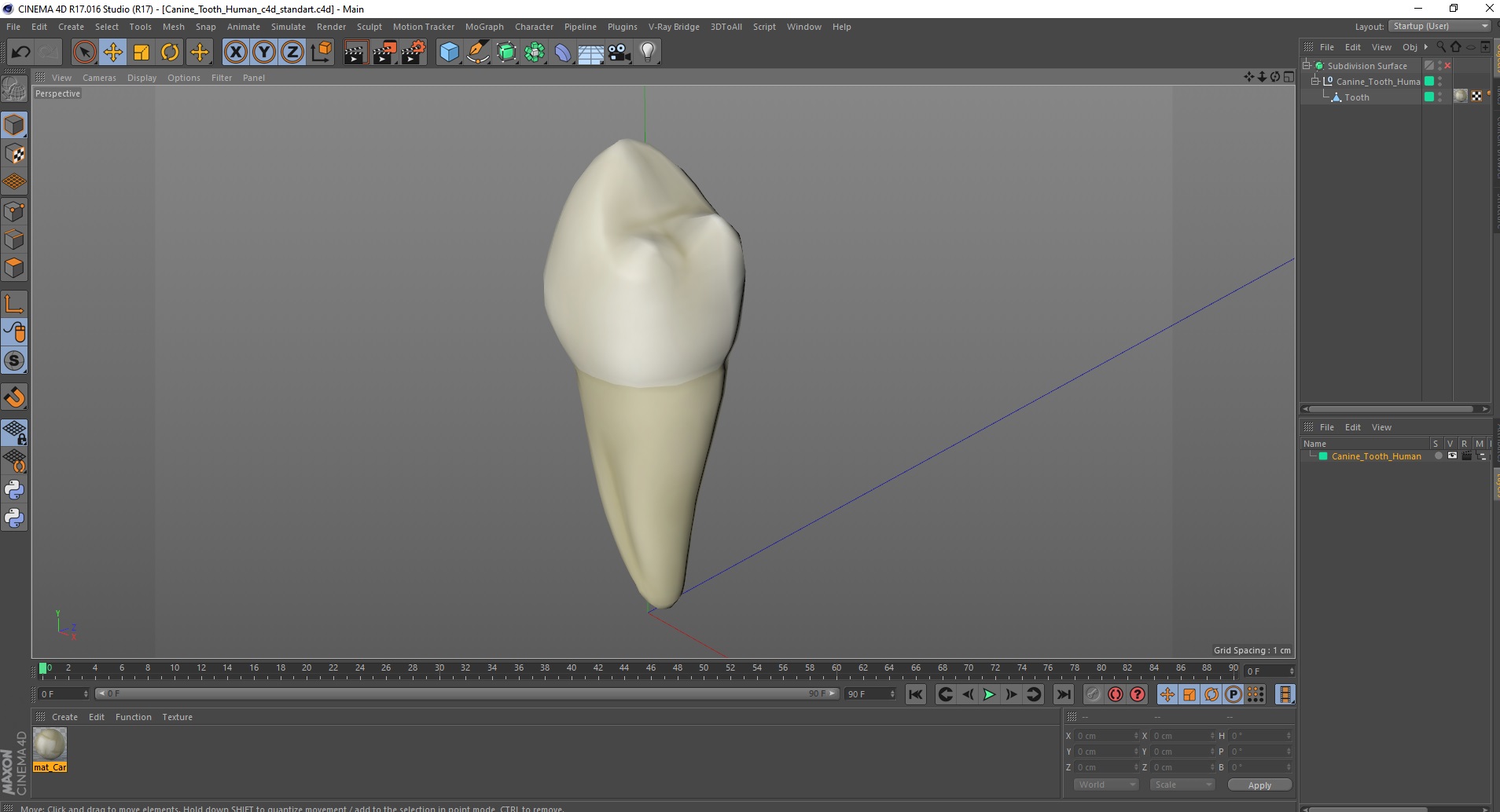 3D Canine Tooth Human model