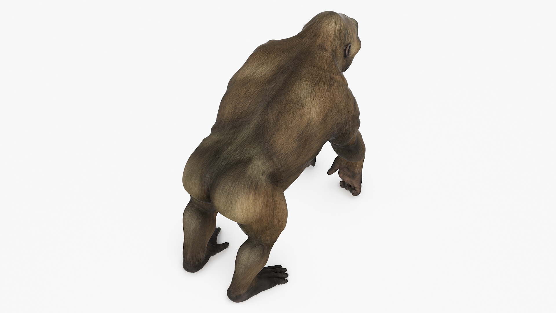 Big Ape Gigantopithecus Stands on Four Limbs 3D model