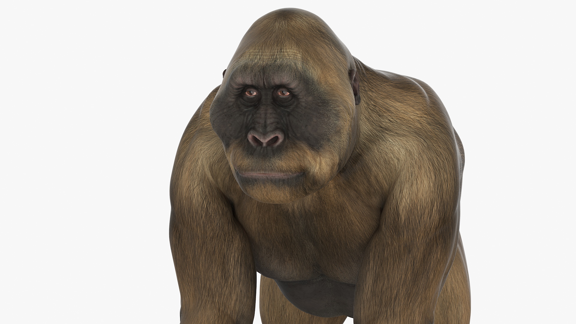 Big Ape Gigantopithecus Stands on Four Limbs 3D model