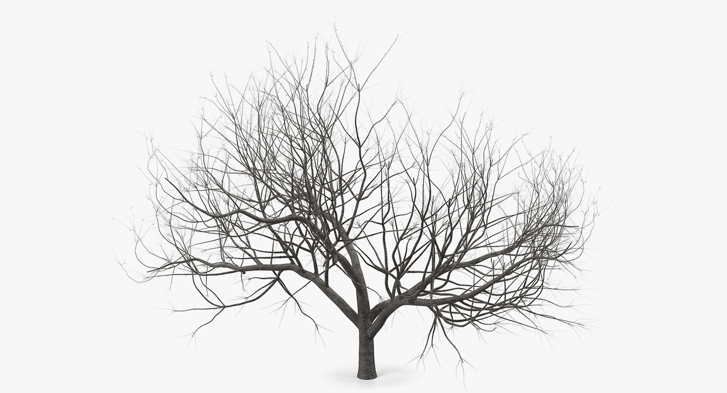 Small Winter Tree 3D