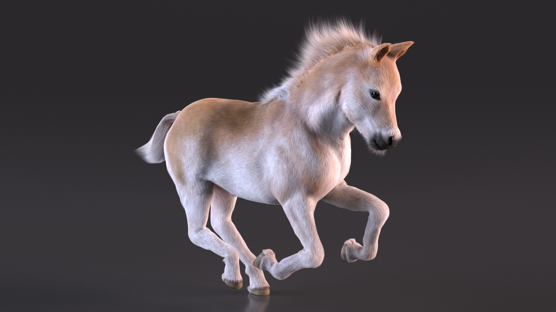 Galloping Shetland Pony Fur 3D