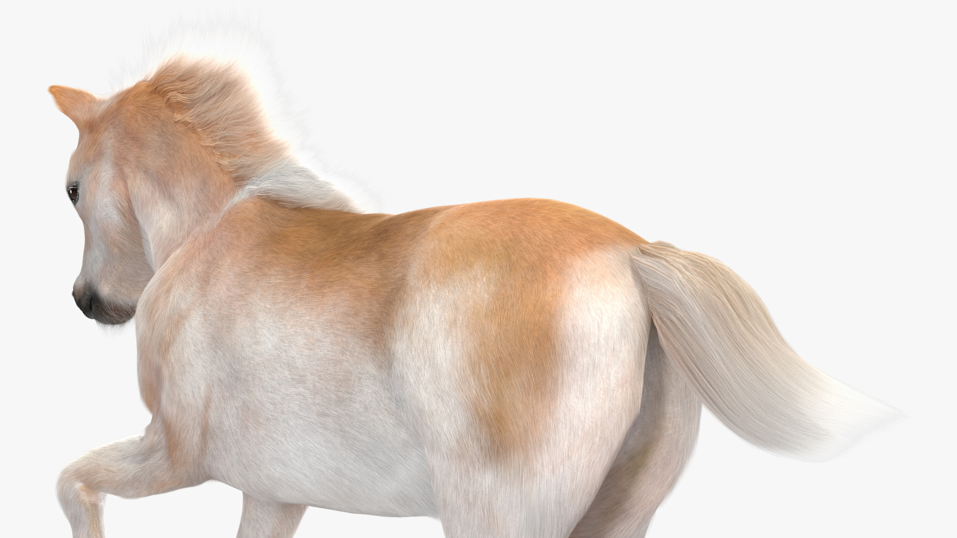 Galloping Shetland Pony Fur 3D