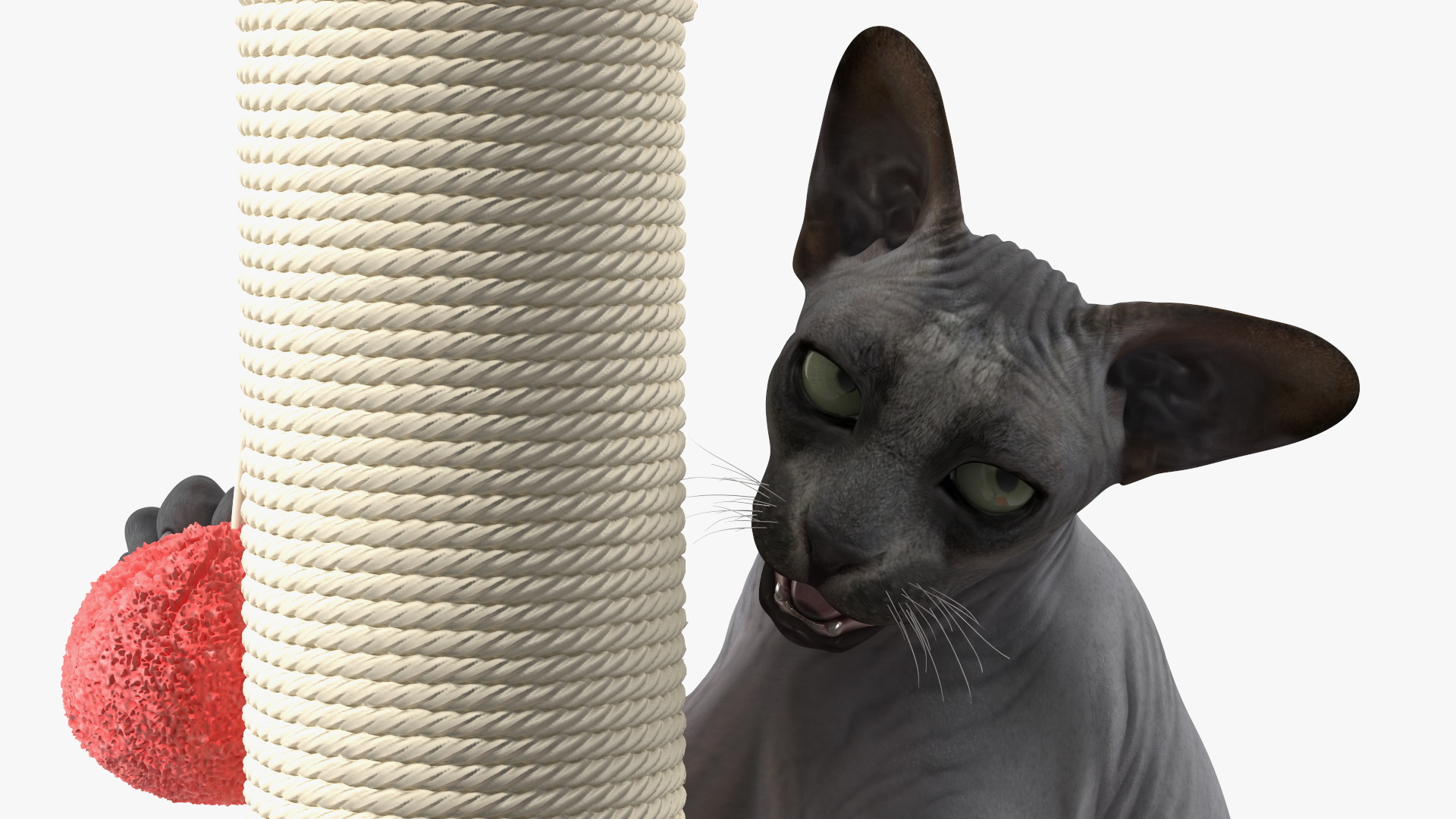 Cat Playing With A Scratching Post 3D model