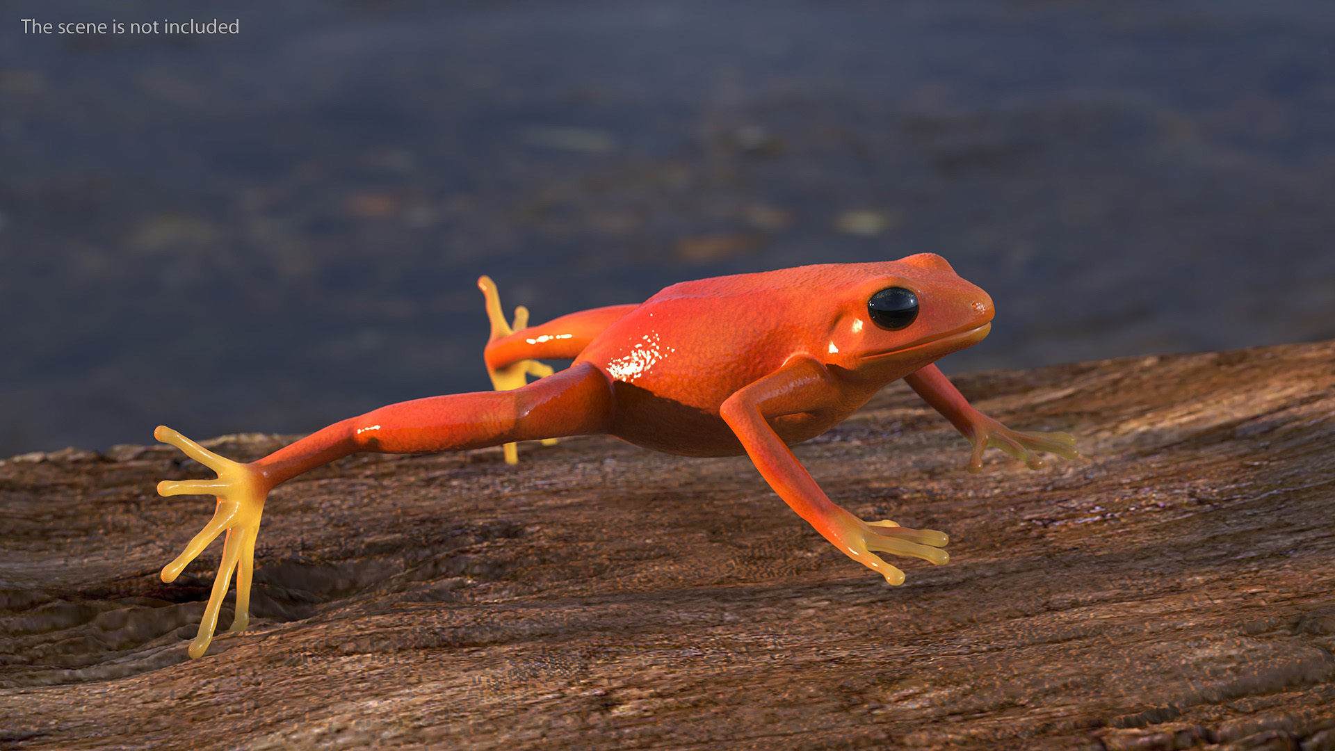 3D Realistic Golden Frog