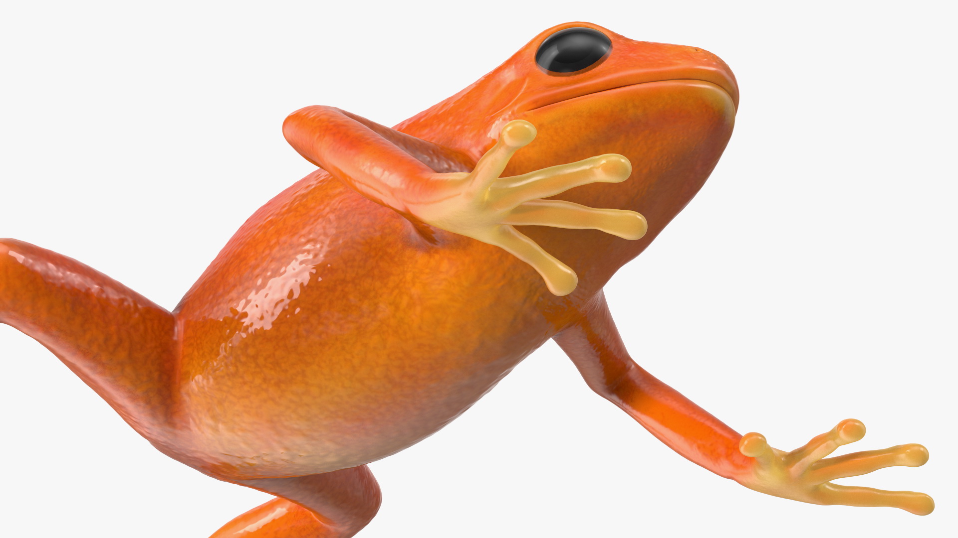 3D Realistic Golden Frog