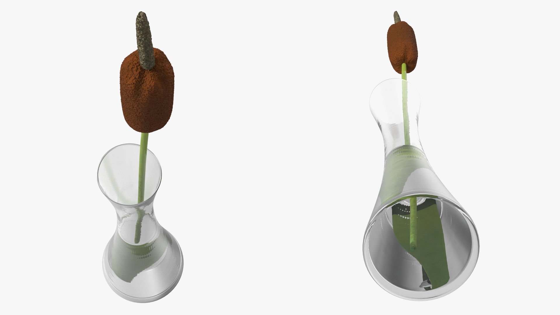 Typha Latifolia in Glass Vase 3D model