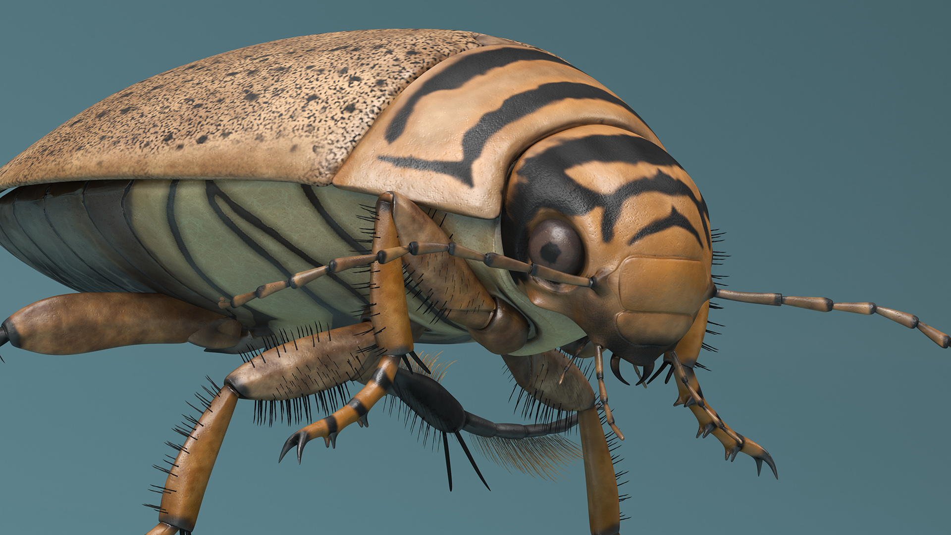 Aquatic Beetle Beige Floating 3D model