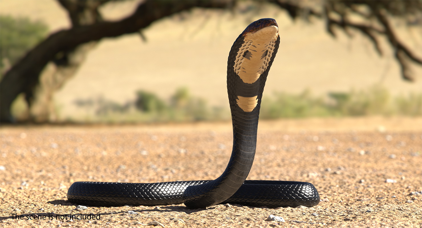 Dark Skin Cobra Rigged 3D