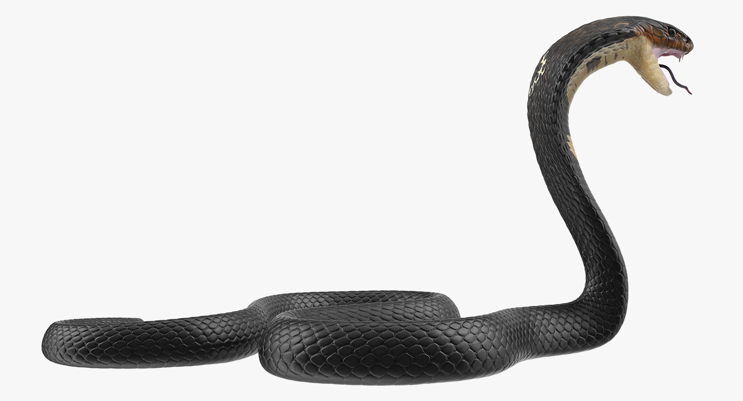 Dark Skin Cobra Rigged 3D