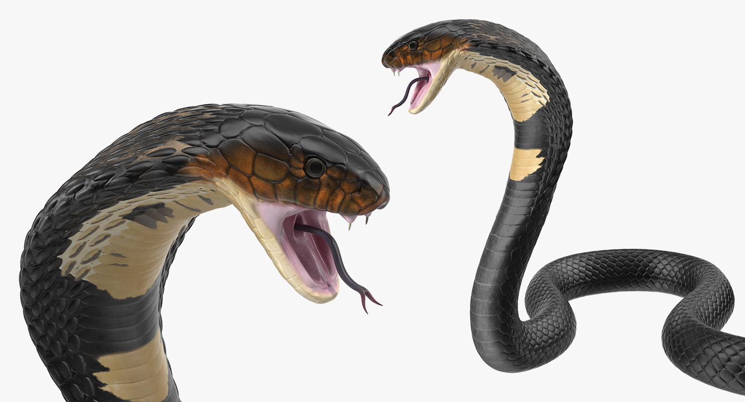 Dark Skin Cobra Rigged 3D