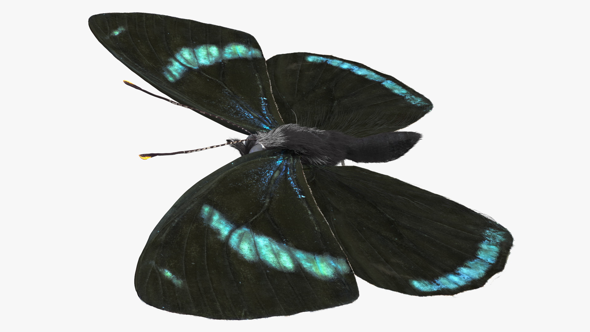 3D Diaethria Clymena Butterfly Fur