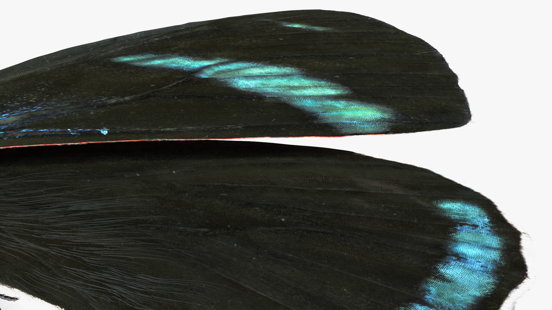 3D Diaethria Clymena Butterfly Fur