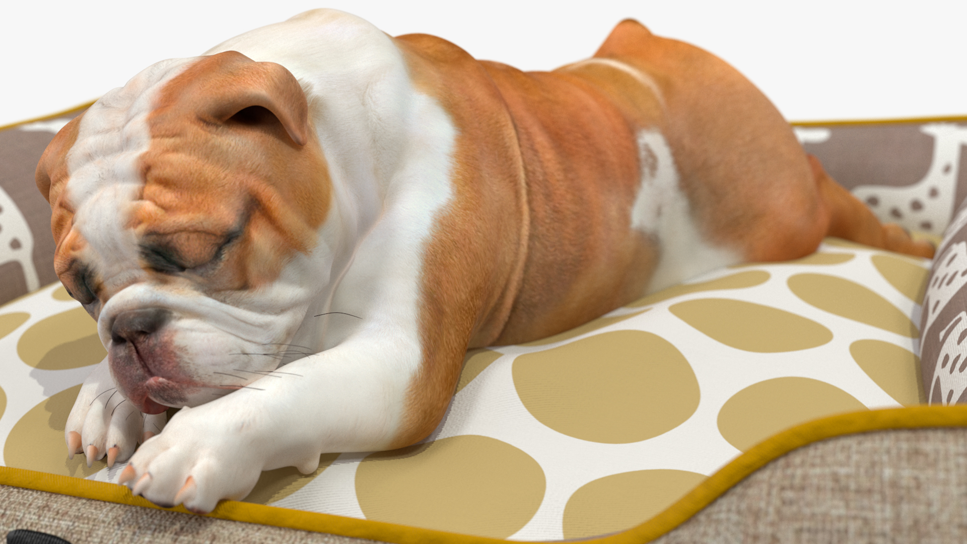 Bulldog Sleep in Pet Bed 3D model