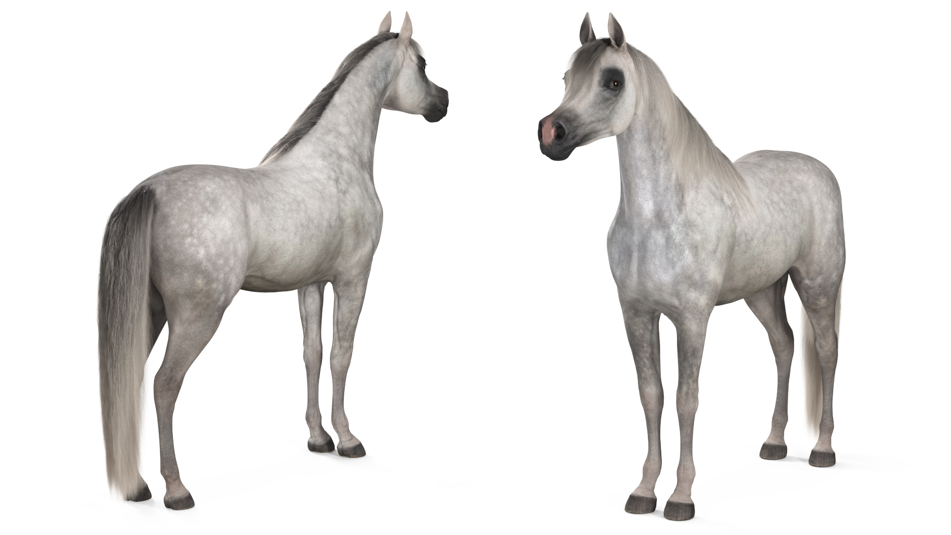 Arabian Horse Gray Dappled Fur Rigged 3D