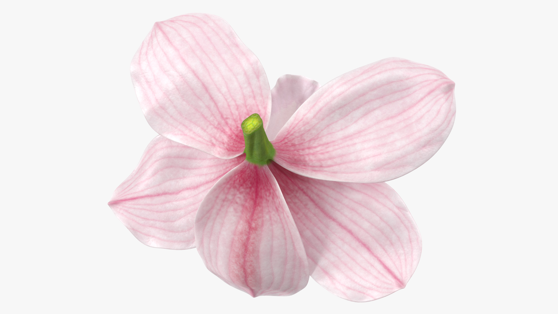 3D Hybrid Orchid Pink model