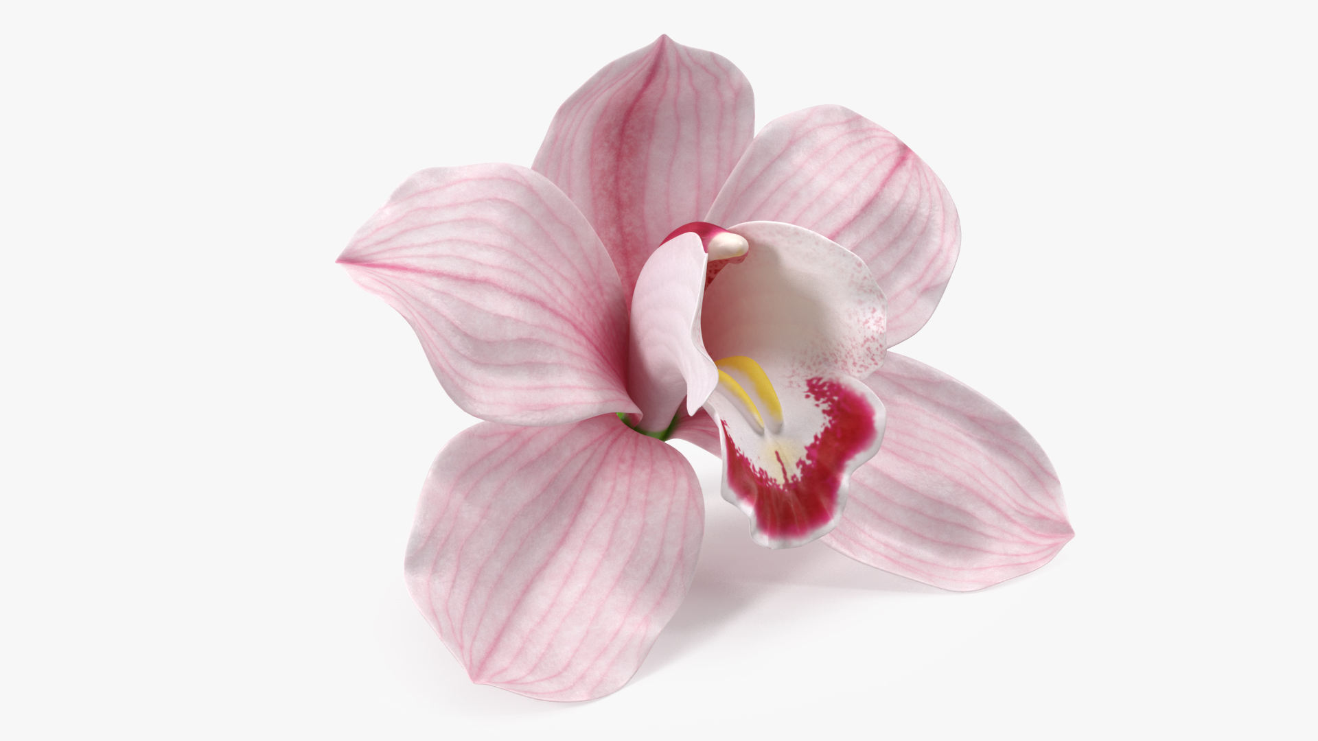 3D Hybrid Orchid Pink model