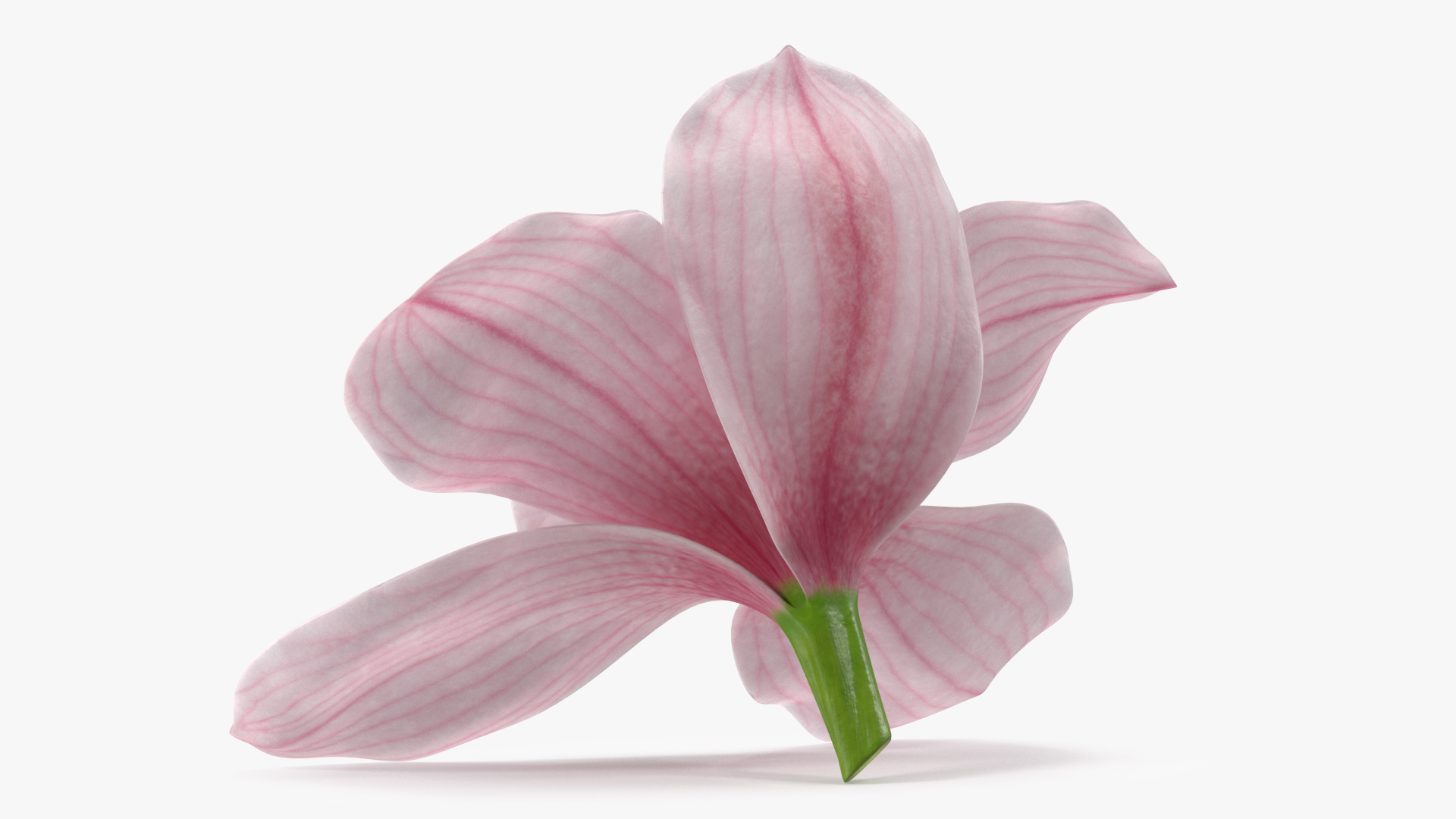 3D Hybrid Orchid Pink model