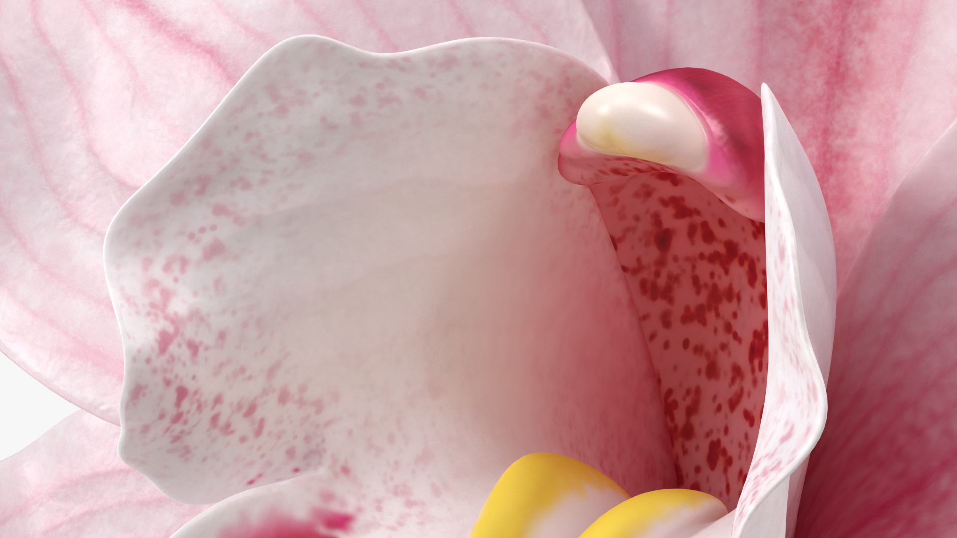 3D Hybrid Orchid Pink model