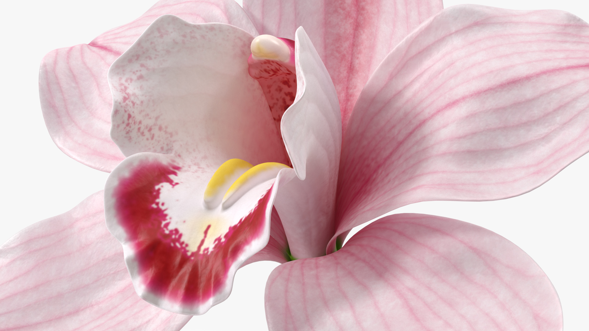 3D Hybrid Orchid Pink model