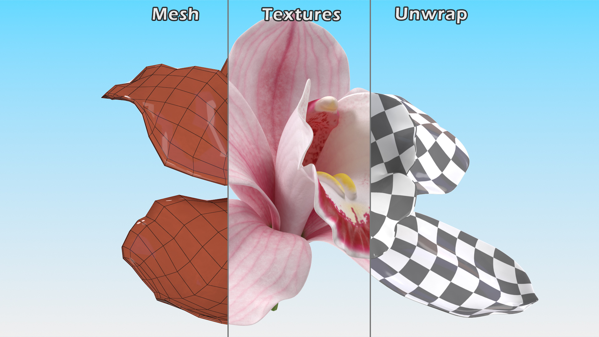 3D Hybrid Orchid Pink model