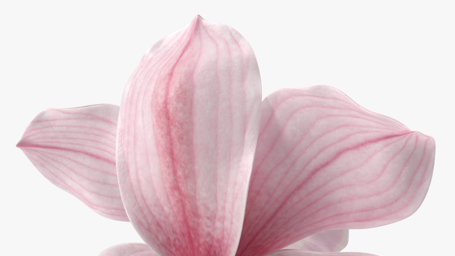 3D Hybrid Orchid Pink model