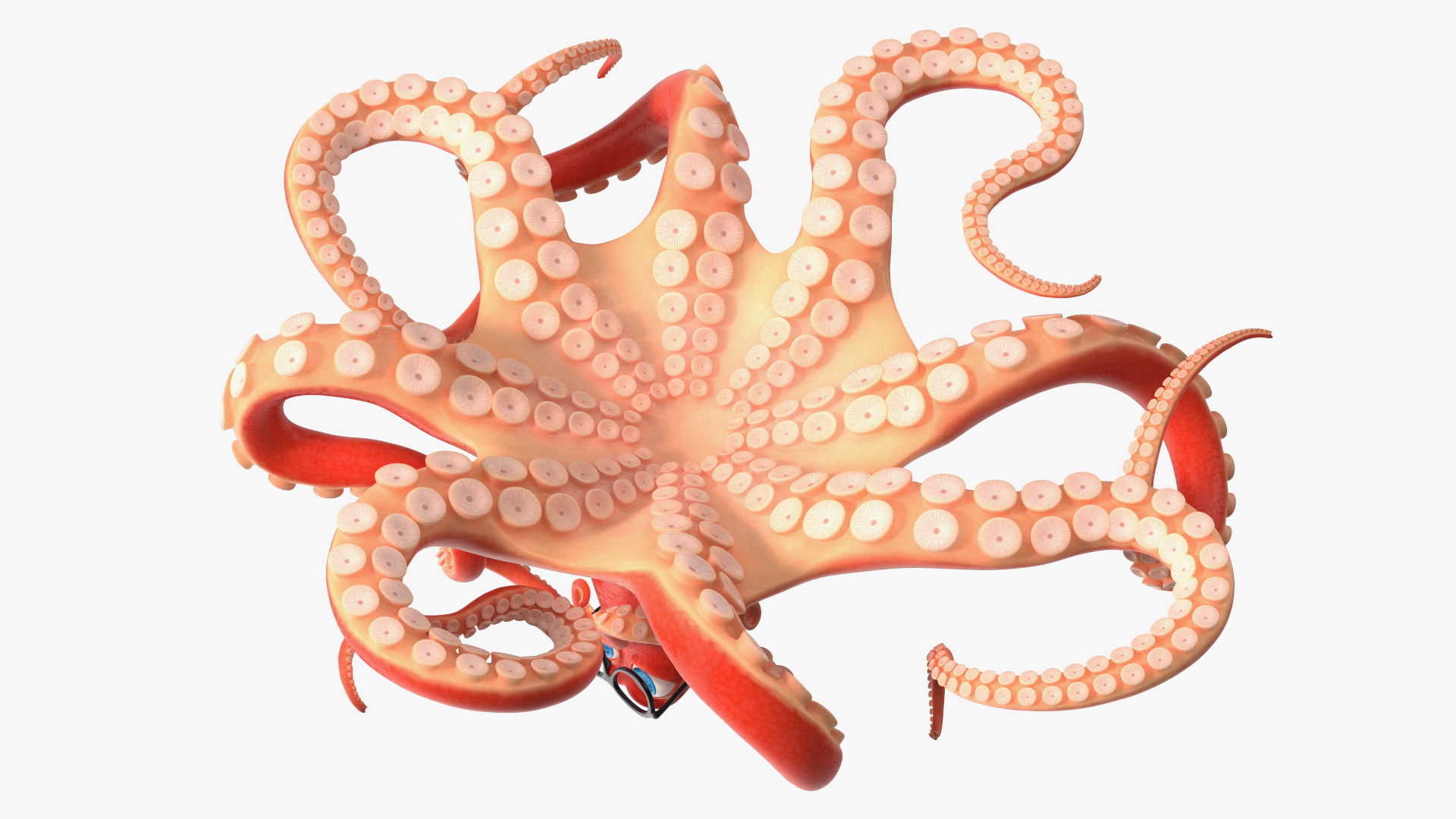 3D Octopus Character Wearing Glasses model