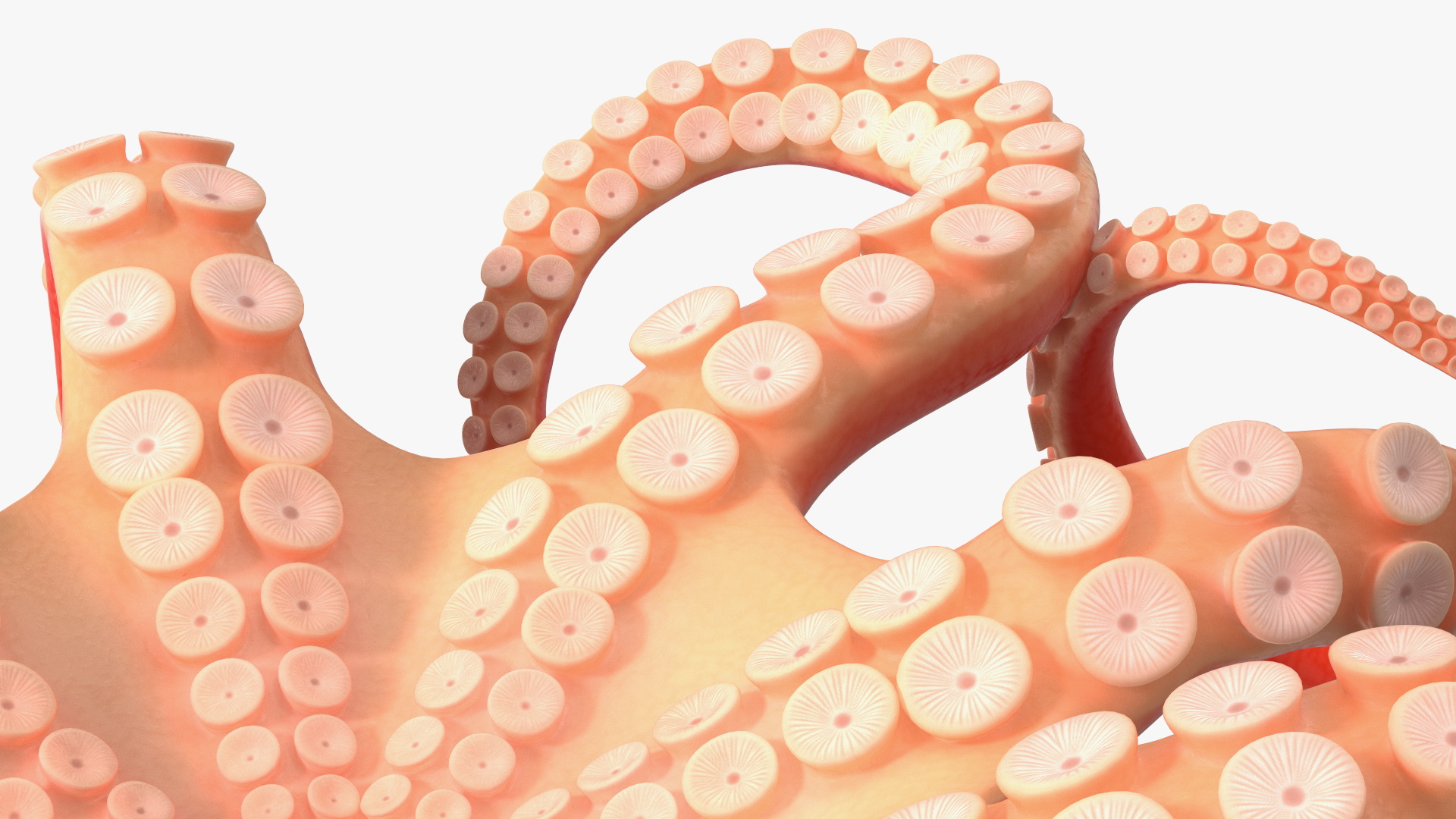 3D Octopus Character Wearing Glasses model