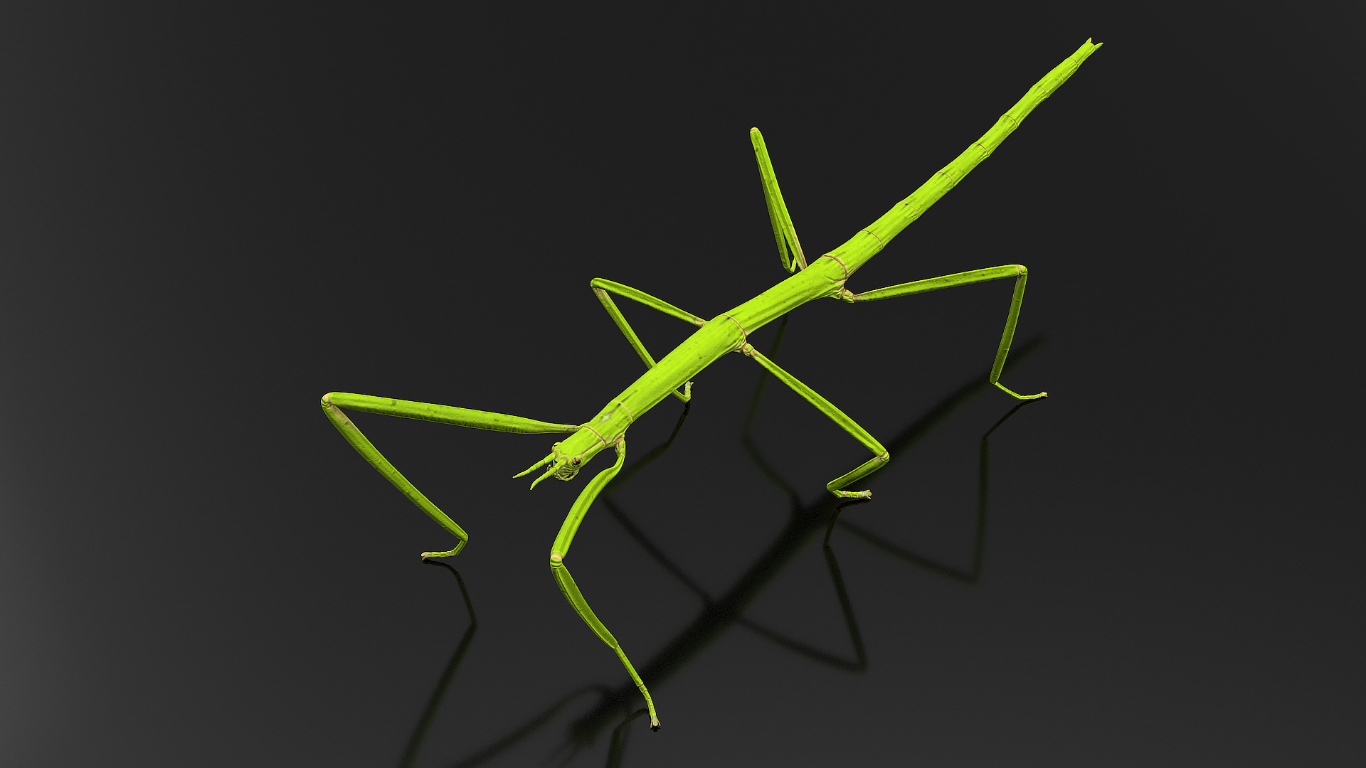 3D Stick Insect Green model