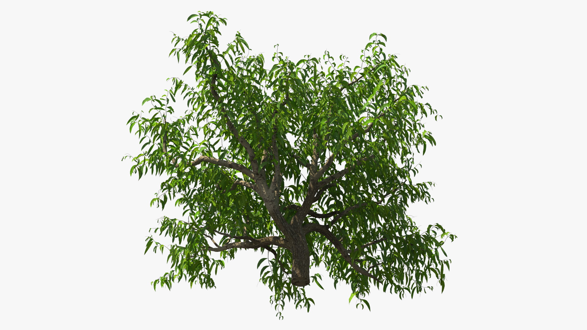 3D model Peach Tree