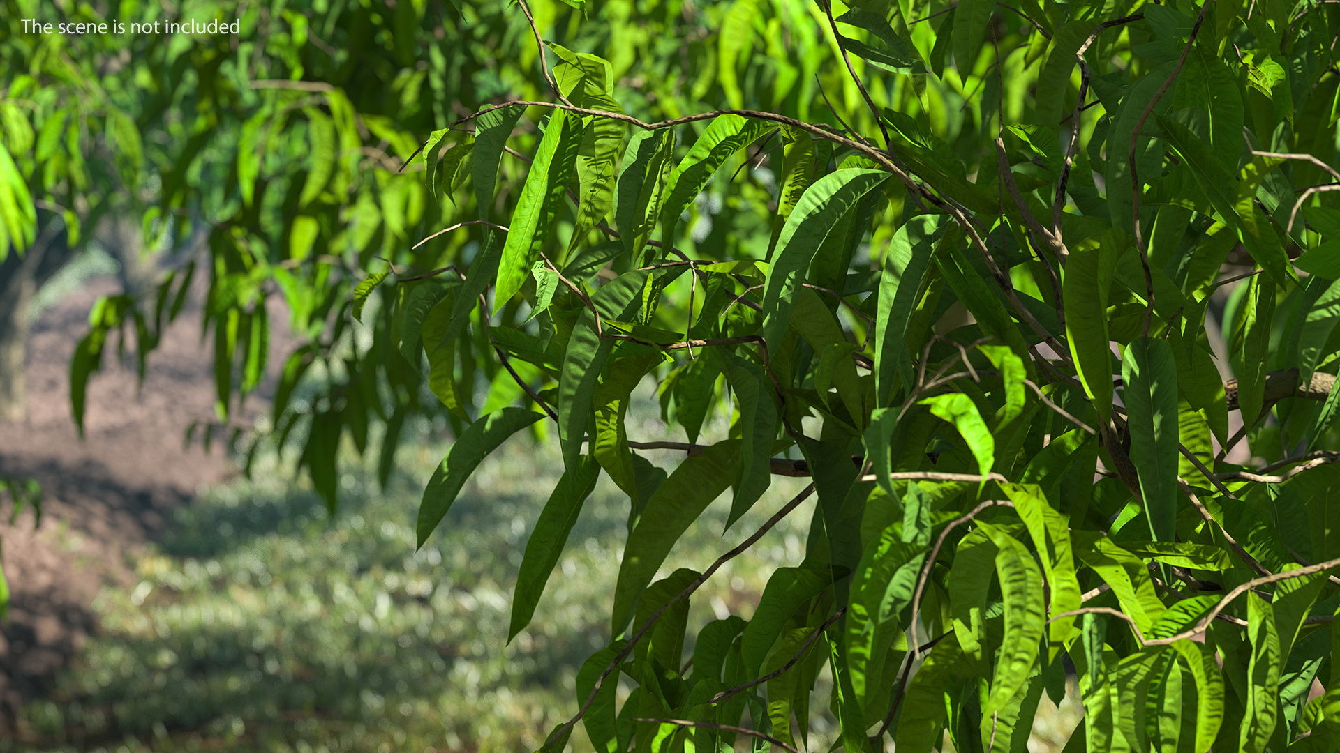 3D model Peach Tree