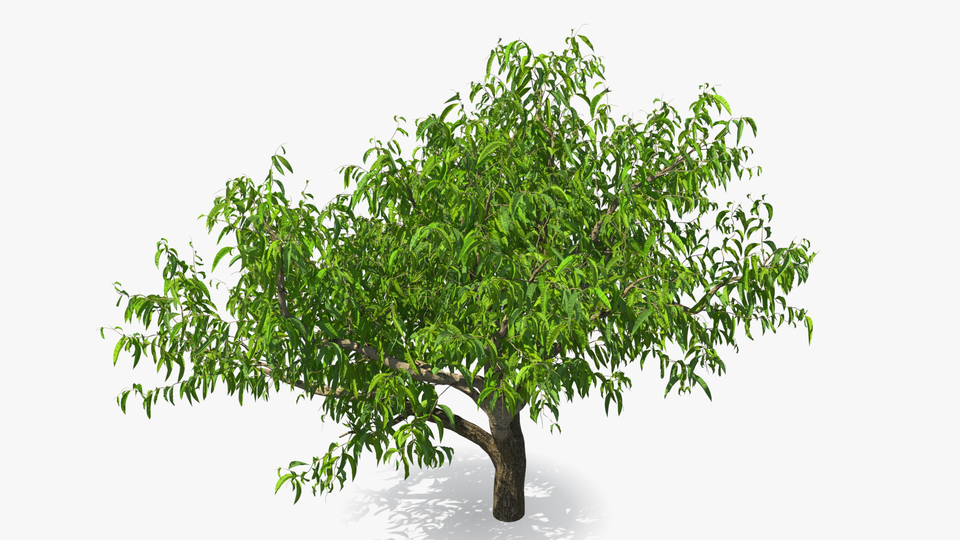 3D model Peach Tree