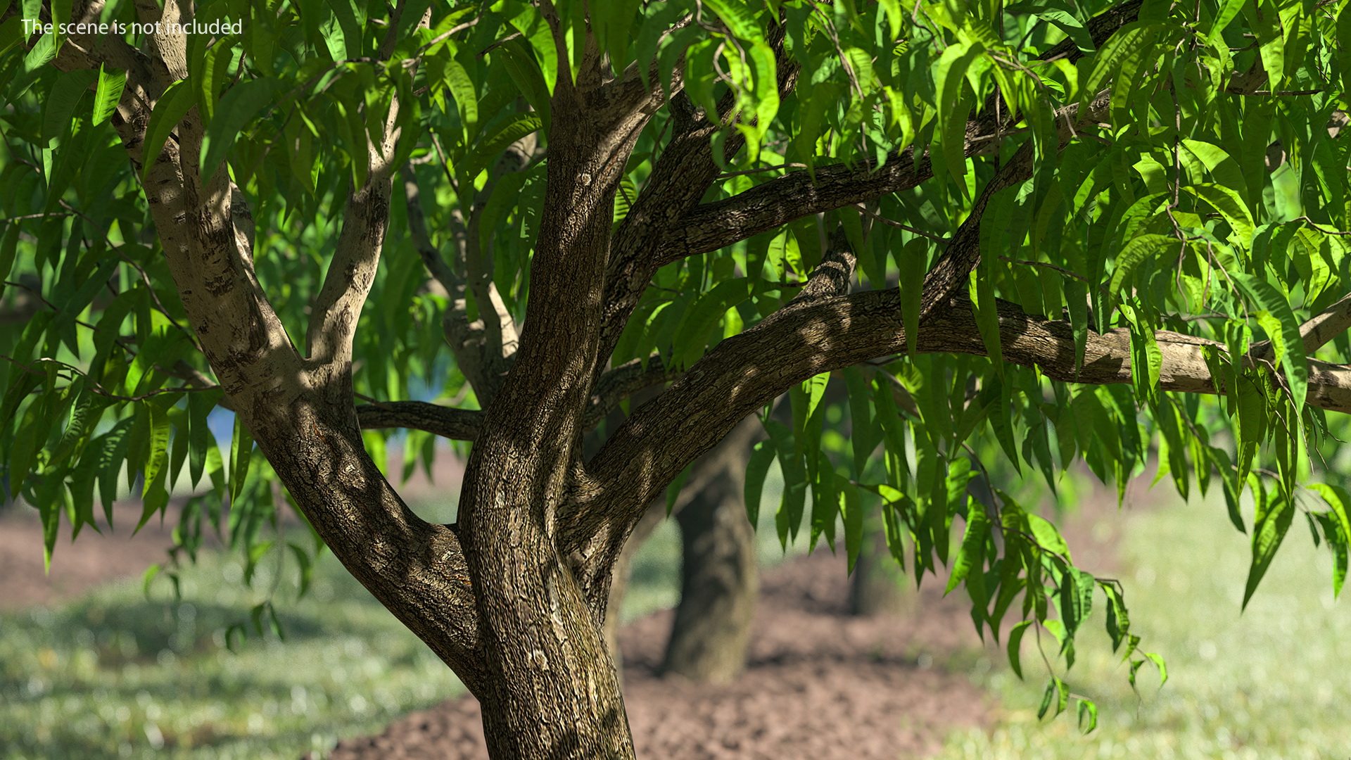 3D model Peach Tree