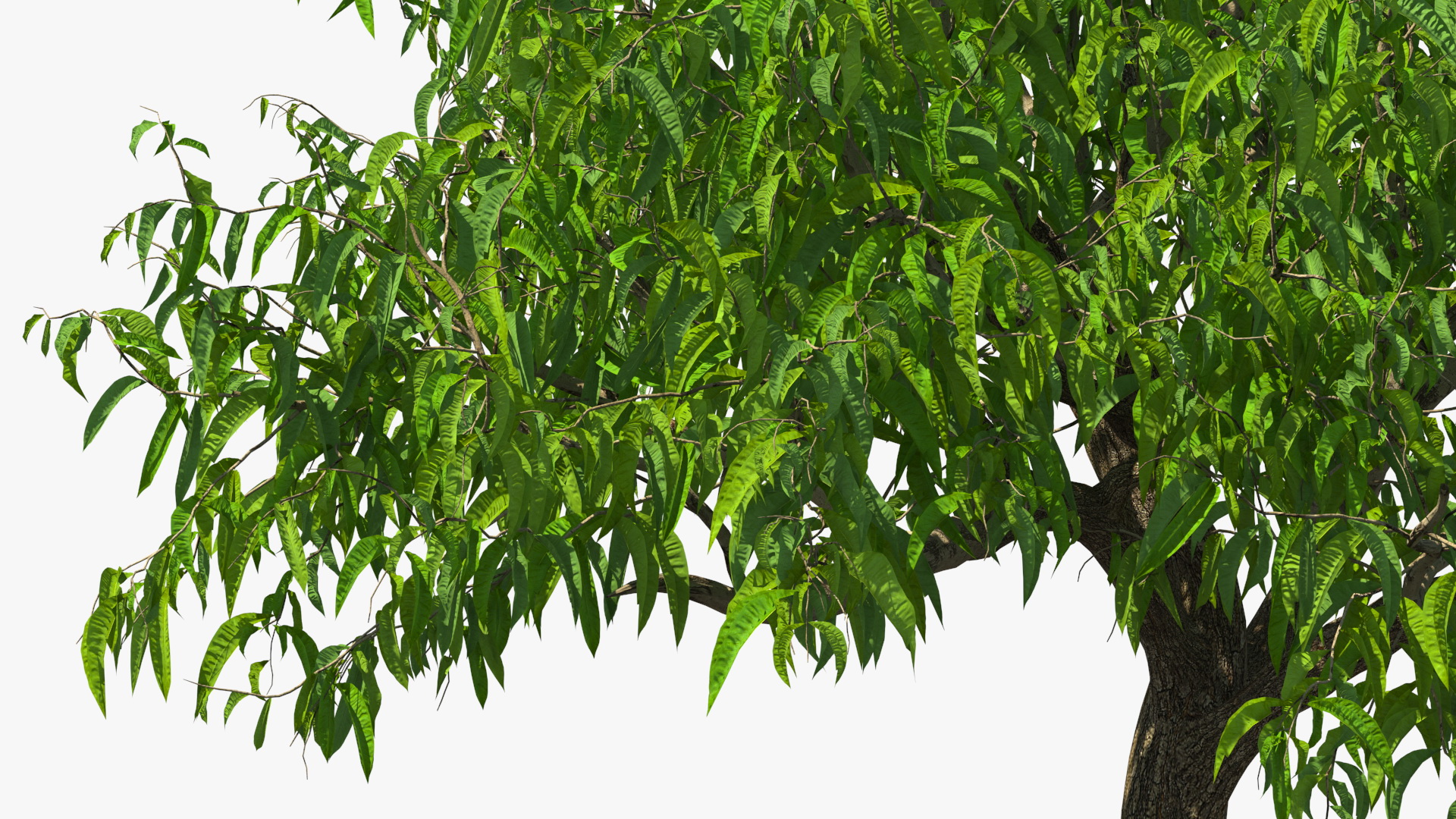 3D model Peach Tree