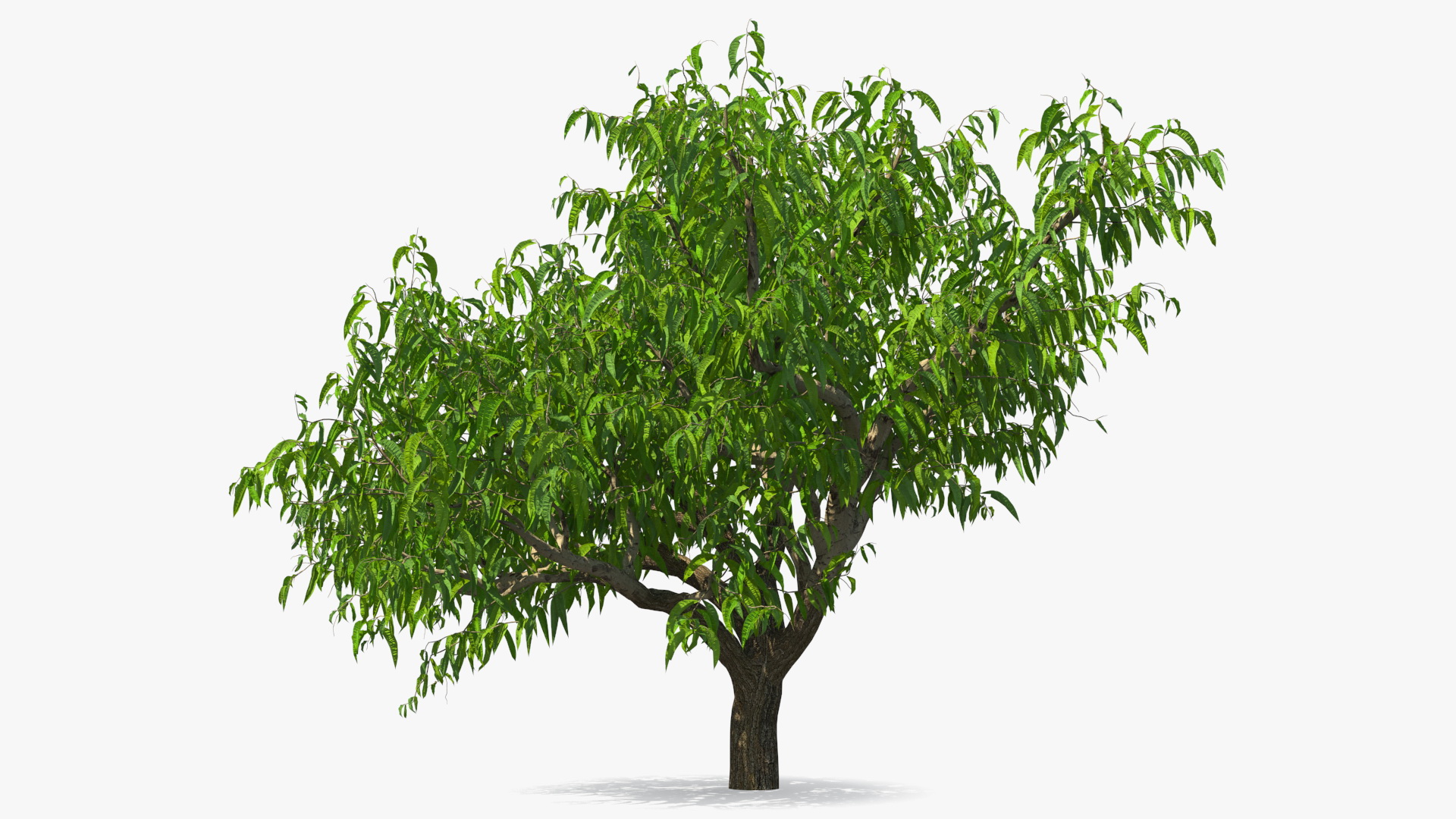 3D model Peach Tree