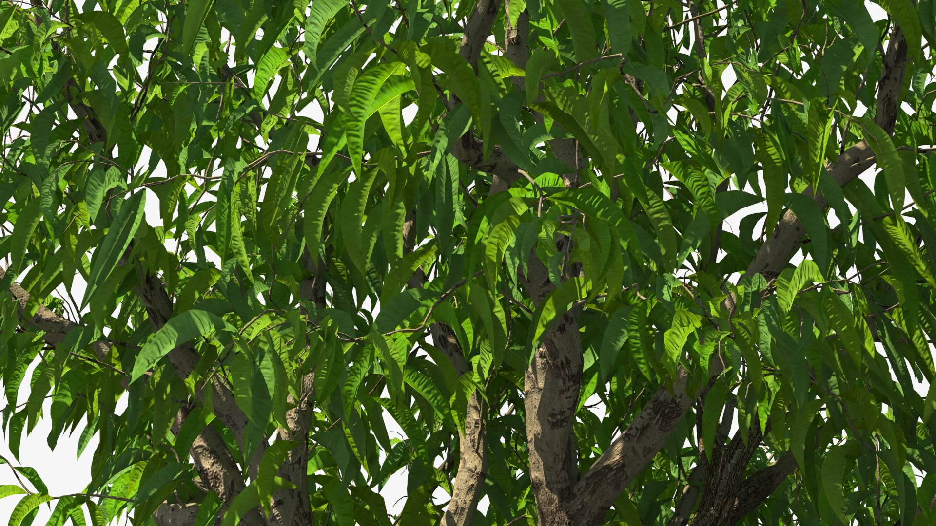 3D model Peach Tree