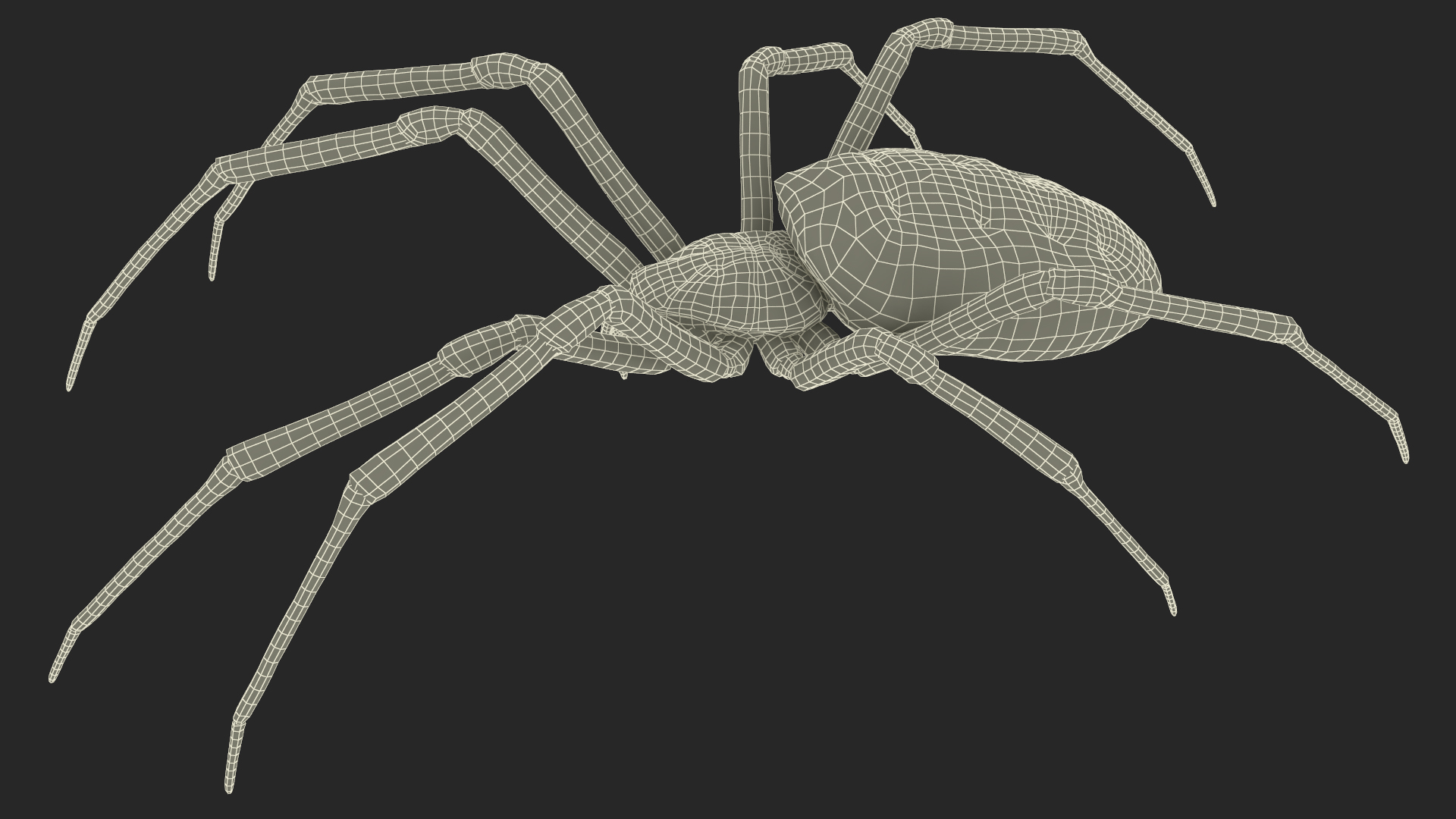 3D Argiope Trifasciata Spider