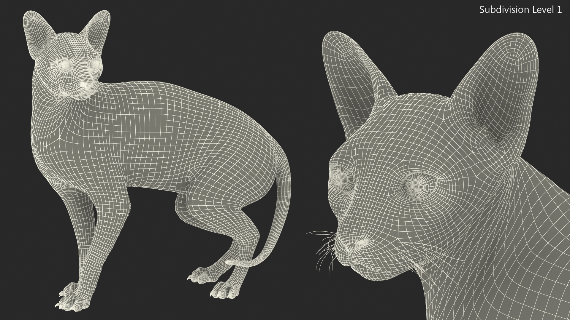 3D Bicolor Sphynx Cat model