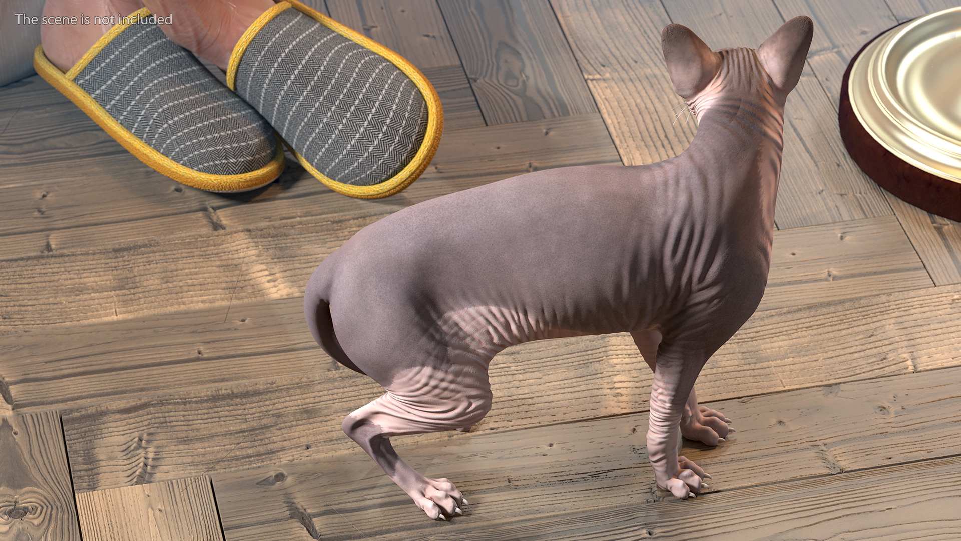 3D Bicolor Sphynx Cat model