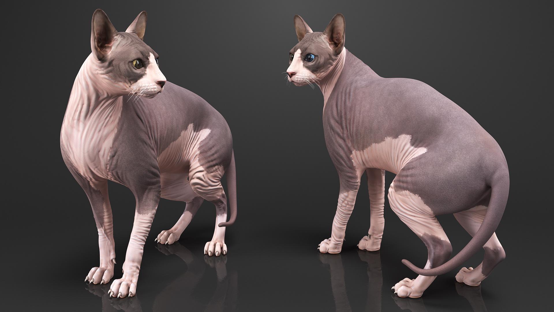 3D Bicolor Sphynx Cat model