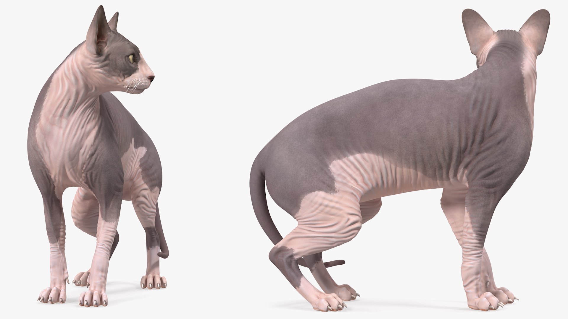 3D Bicolor Sphynx Cat model