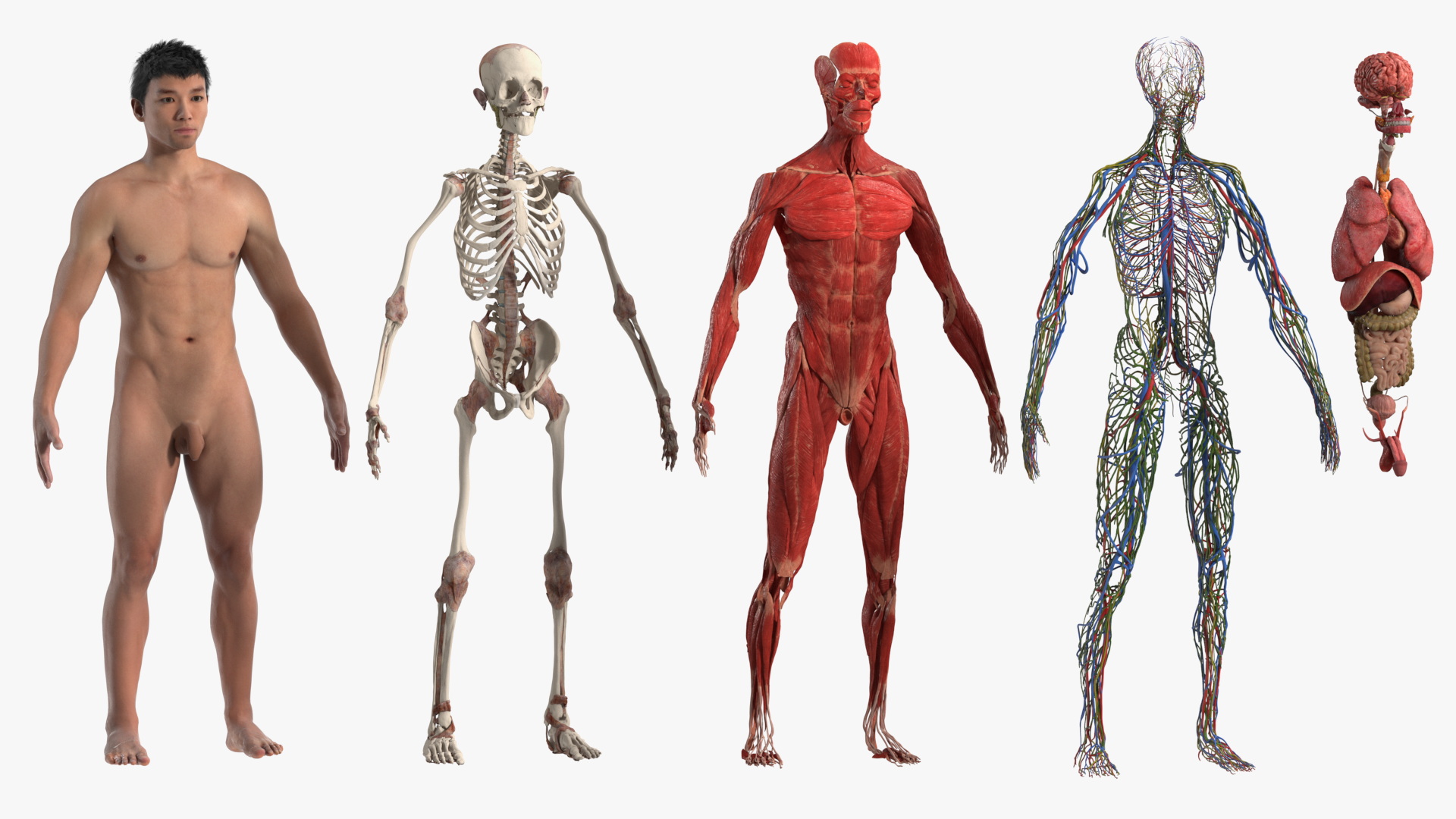 3D model Male Full Body Anatomy Asian Rigged