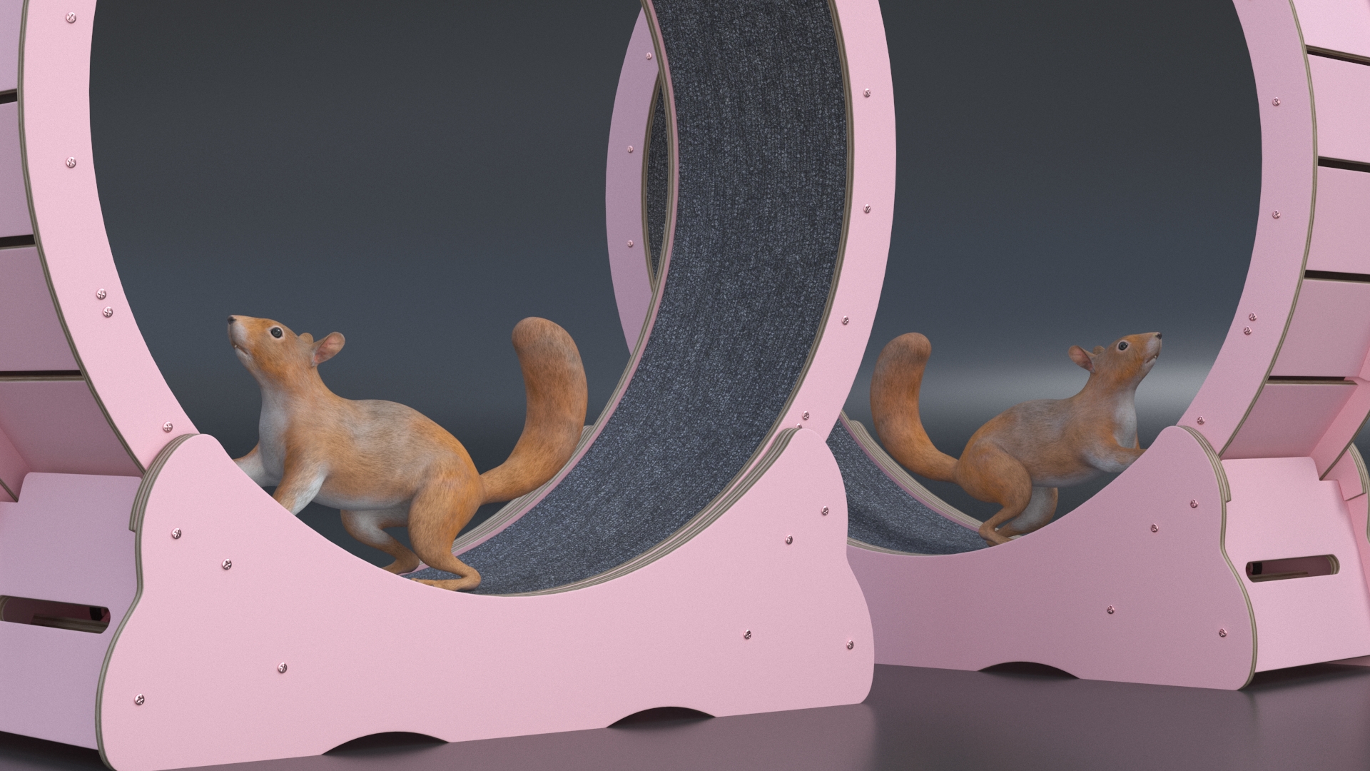 Squirrel in Pet Running Wheel 3D model