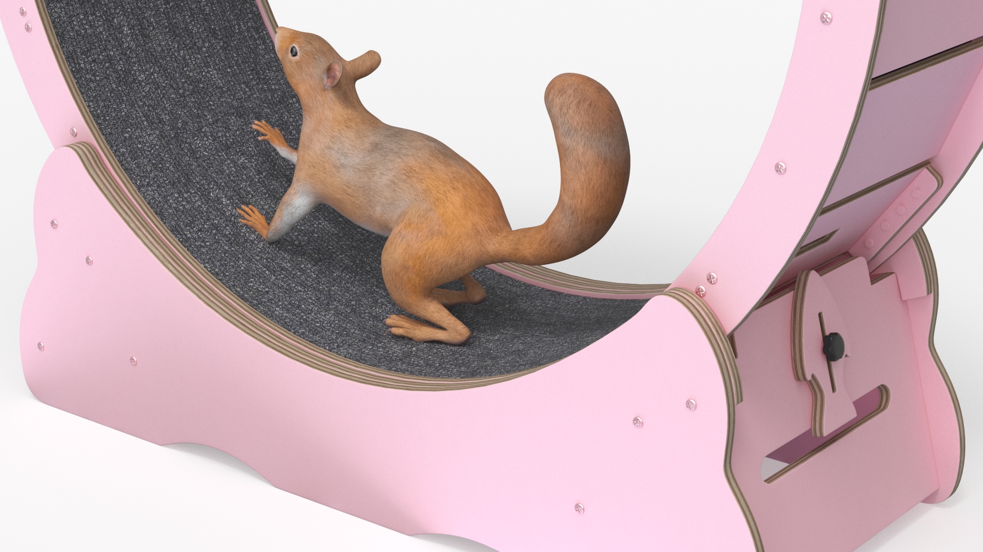 Squirrel in Pet Running Wheel 3D model