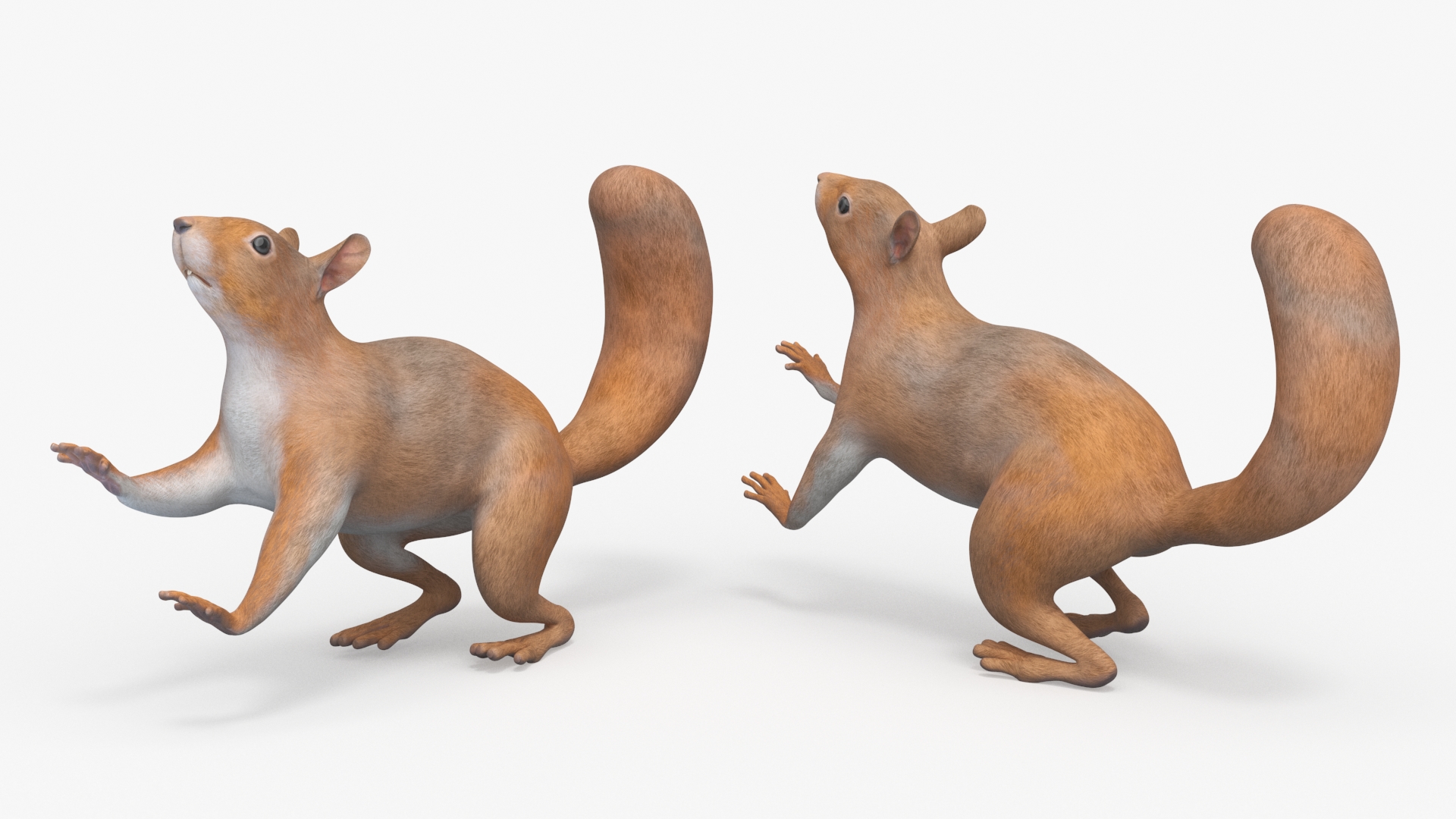 Squirrel in Pet Running Wheel 3D model