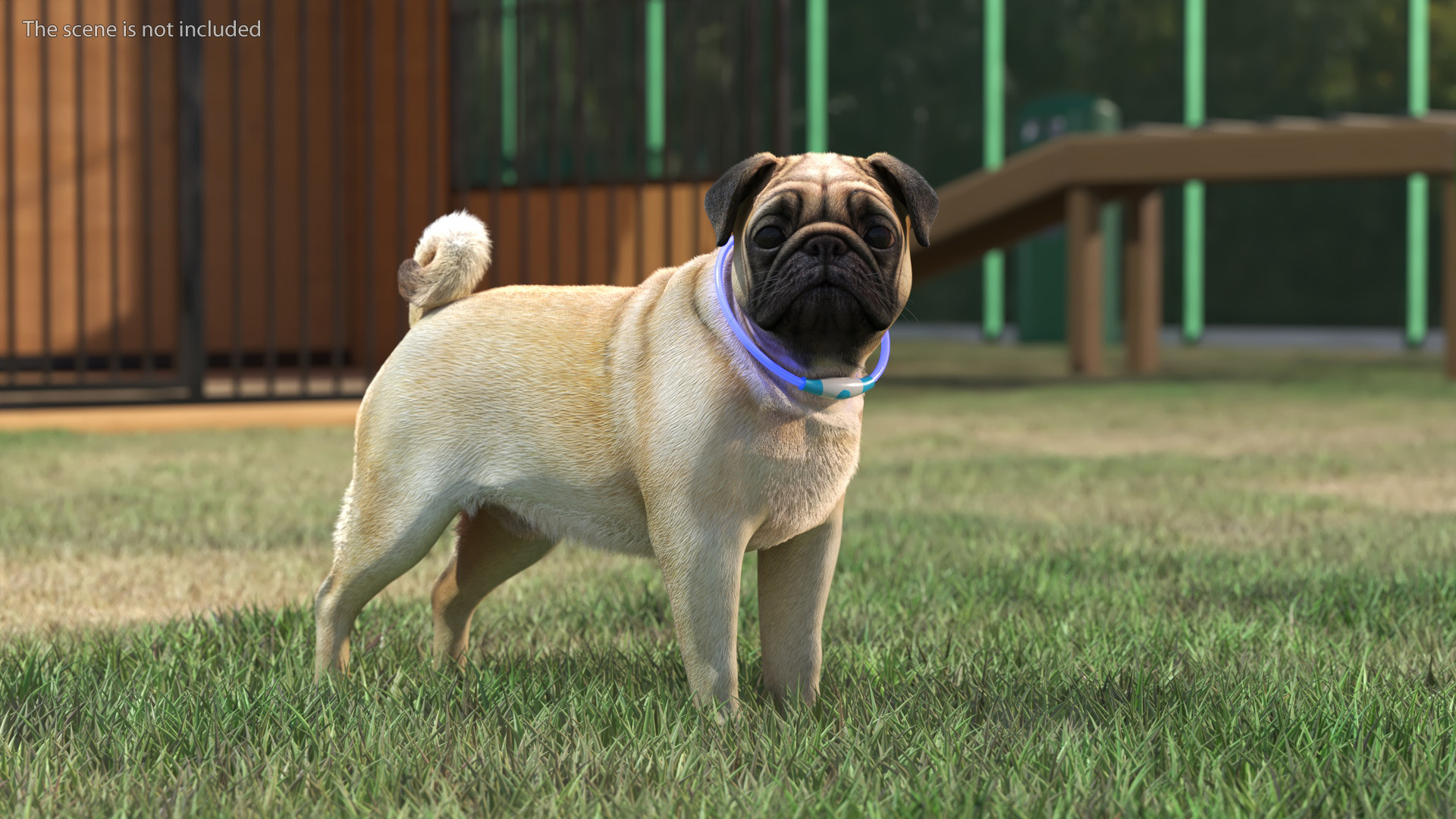 3D model Pug Dog Wearing LED Collar Fur