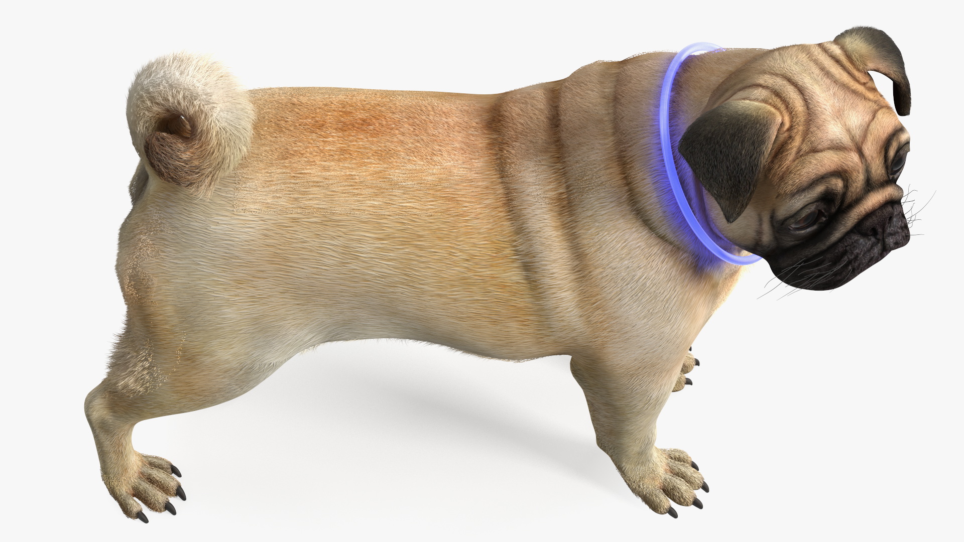 3D model Pug Dog Wearing LED Collar Fur